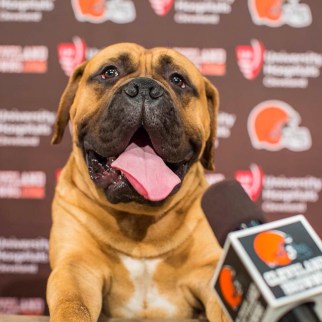 Instagram media by officialbrowns - Wishing our very own Swagger a Happy #NationalDogDay!  Double-tap and show Swagger some love!