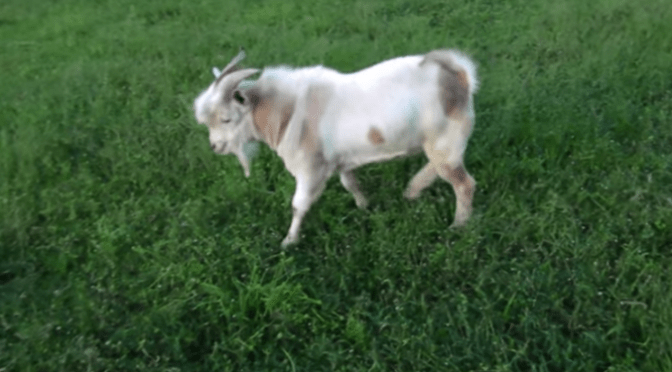 “Boo” the fainting goat will make your day infinitely better