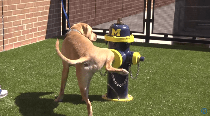This dog taking a leak on a Michigan colored fire hydrant will warm your heart