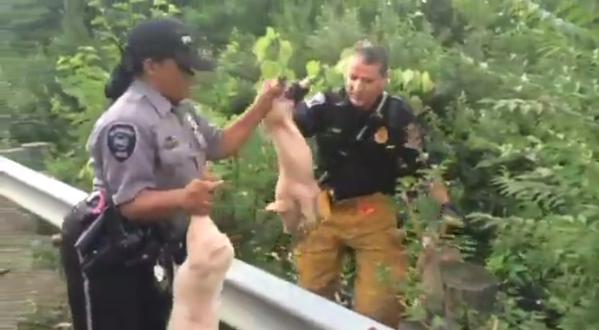 FREEEEEDOM! Semi truck tips over in Dayton and 2,200 brave pigs escape