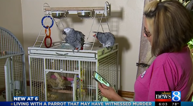 Mishmash- Parrot witnesses a murder; Dancing Bat Boy; Lesnar back; The Rock for president