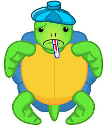 sick turtle